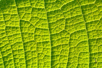 close up of leaf