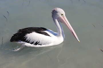 Single pelican floating by on water
