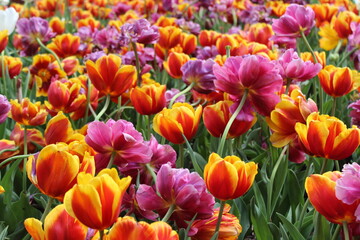 Field of dutch tulips