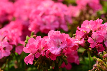 Beautiful pink geranium flower blossom in a garden, Spring season, Nature background