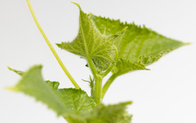 Green leaves of a cucumber plant isolated on a white