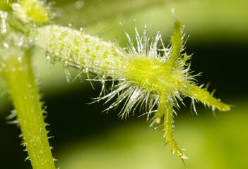 Small fruit of a cucumber on a plant.
