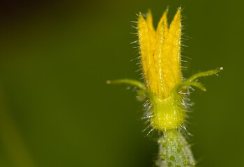 Obraz premium Close-up of a yellow flower on a cucumber.