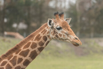 Giraffe