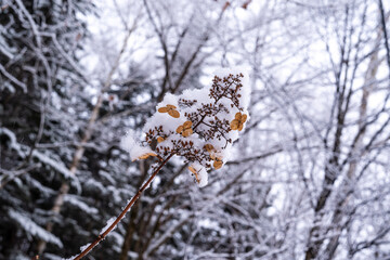 枯れた花に雪が積もっている風景