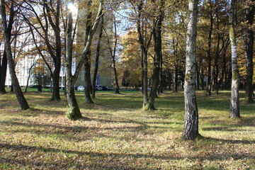 Park in the city of Morshin