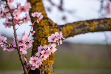 blooming tree