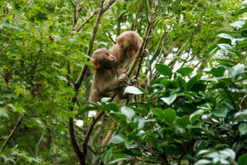 Japanese Snow Monkey