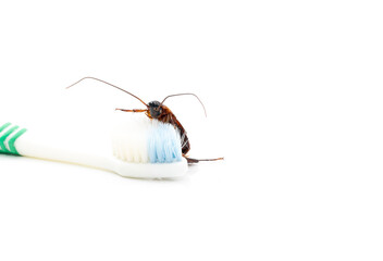 Cockroach on Tooth brushes, white background.