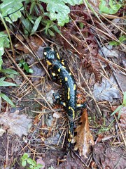 Salamander amphibians