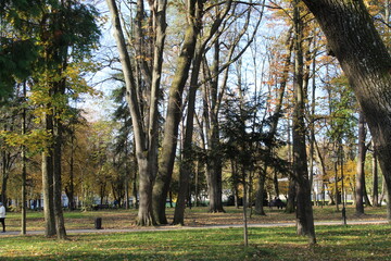 Trees in the park of Morshyn