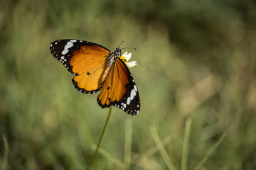 butterfly on a flower