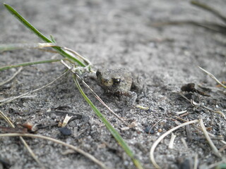 frog on the ground