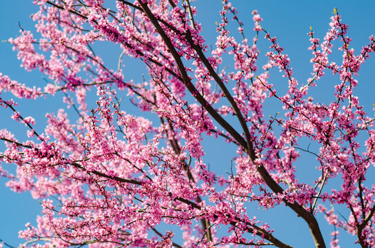 Eastern Redbud Tree (Cercis canadensis). Spring time. 