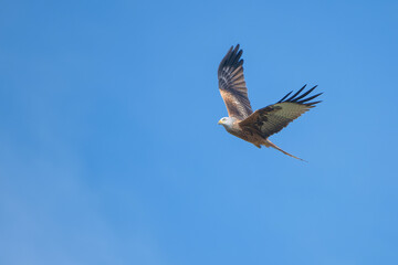 milan royal in flight