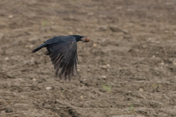 crow in flight