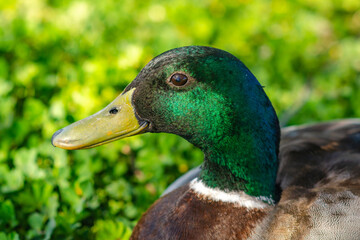 Close-up portrait of a male mallard duck (Anas platyrhynchos)