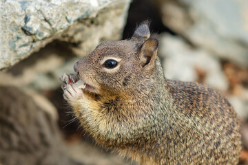 California ground squirrel (Spermophilus beecheyi) is eating a piece of bread, Central Park in Fremont	