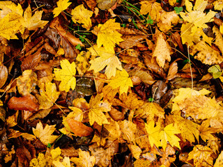 Yellow leaves autumn top view nature fresh air travel