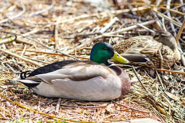 A male mallard duck (Anas platyrhynchos) sitting on the shore outside the water, Central Park, Fremont	