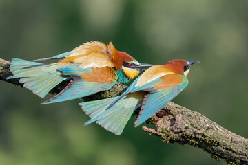 Struggle between European bee eaters at dawn (Merops apiaster)