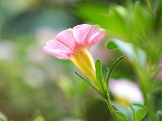 Pink flower with water drops ,petunia Calibrachoa plants in garden with blurred background and macro image ,soft focus ,sweet color ,lovely flowers ,flowering plants ,pink flowers in the garden