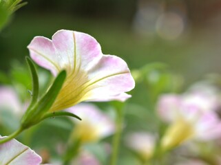 Fototapeta premium Pink flower with water drops ,petunia Calibrachoa plants in garden with blurred background and macro image ,soft focus ,sweet color ,lovely flowers ,flowering plants ,pink flowers in the garden