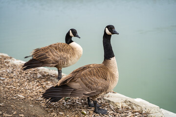 Two geese near Lake Elizabeth in Central Park, Fremont