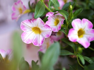 Pink flower with water drops ,petunia Calibrachoa plants in garden with blurred background and macro image ,soft focus ,sweet color ,lovely flowers ,flowering plants ,pink flowers in the garden