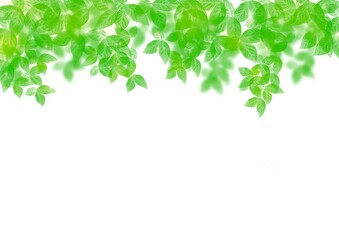 新緑の素材　白バック
