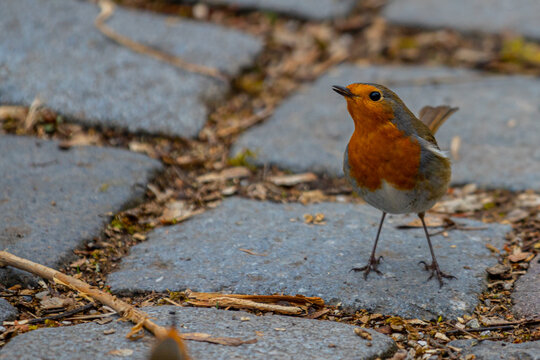 Rotkehlchen, Deutscher Vogel des Jahres 2021
