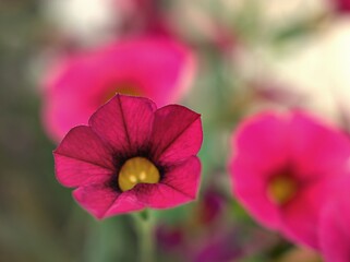 Pink flower with water drops ,petunia Calibrachoa plants in garden with blurred background and macro image ,soft focus ,sweet color ,lovely flowers ,flowering plants ,pink flowers in the garden