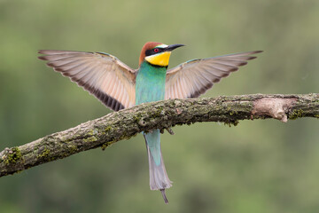 European bee eaters lands on branch (Merops apiaster)