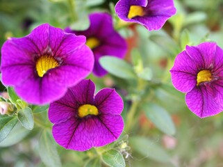 Violet flower ,petunia Calibrachoa plants in garden with blurred background and macro image ,soft focus ,sweet color ,lovely flowers ,flowering plants  ,flowers in the garden