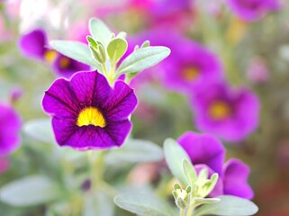 Violet flower ,petunia Calibrachoa plants in garden with blurred background and macro image ,soft focus ,sweet color ,lovely flowers ,flowering plants ,flowers in the garden
