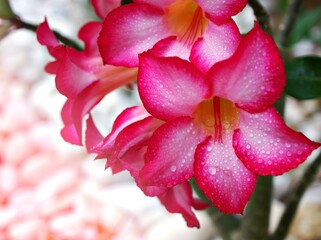 Fototapeta premium Pink desert rose with water drops , Adenium Obesum Pink desert rose with water drops , -Tuba plants in garden ,sweet color ,macro image ,lovely flowering blooming ,dew on petals and blurred background
