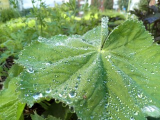 Nature environment park dew