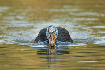 White-winged wood duck swimming toward the camera