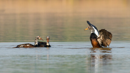 White-winged wood ducks swimming in a pond