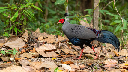 Siamese Fireback walking on leafy ground
