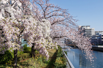 Fototapeta na wymiar 大横川堤防沿いに咲く満開の桜
