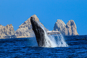 whale in the water © Kevin
