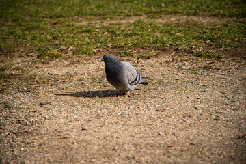 beautiful pigeon on the ground in the park, wild birds in the city, the pigeon looks and observes, nature and urban city
