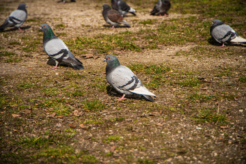 group of beautiful pigeons on the ground in the park, wild birds in the city, the pigeon looks and watches, nature and urban city