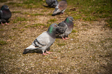 beautiful pigeon on the ground in the park, wild birds in the city, the pigeon looks and observes, nature and urban city