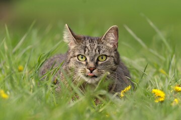 Naklejka na ściany i meble beautiful tabby cat lying in the blooming meadow