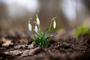 spring snowdrop flower