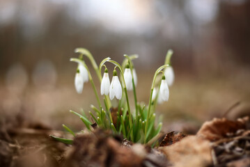 spring snowdrop flowers