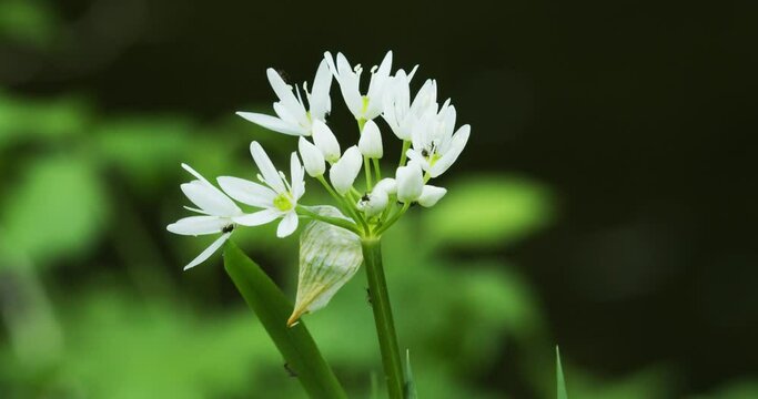 A close-up  of the bear garlic 