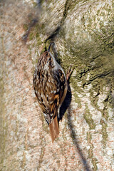 Gartenbaumläufer // Short-toed treecreeper // Grimpereau des jardins (Certhia brachydactyla)